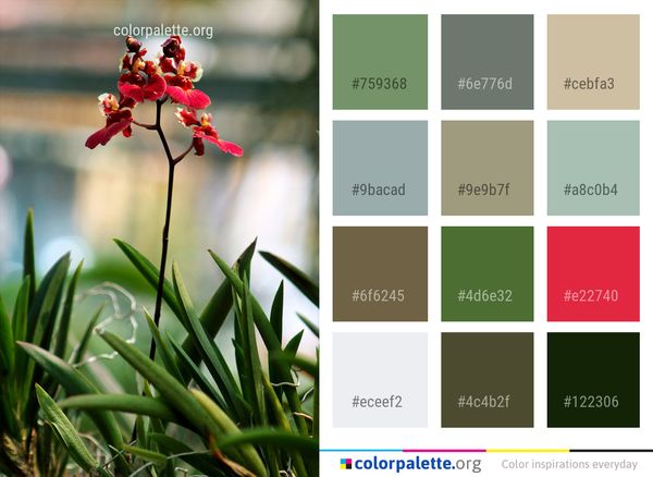 Plant Flower Flora Color Palette