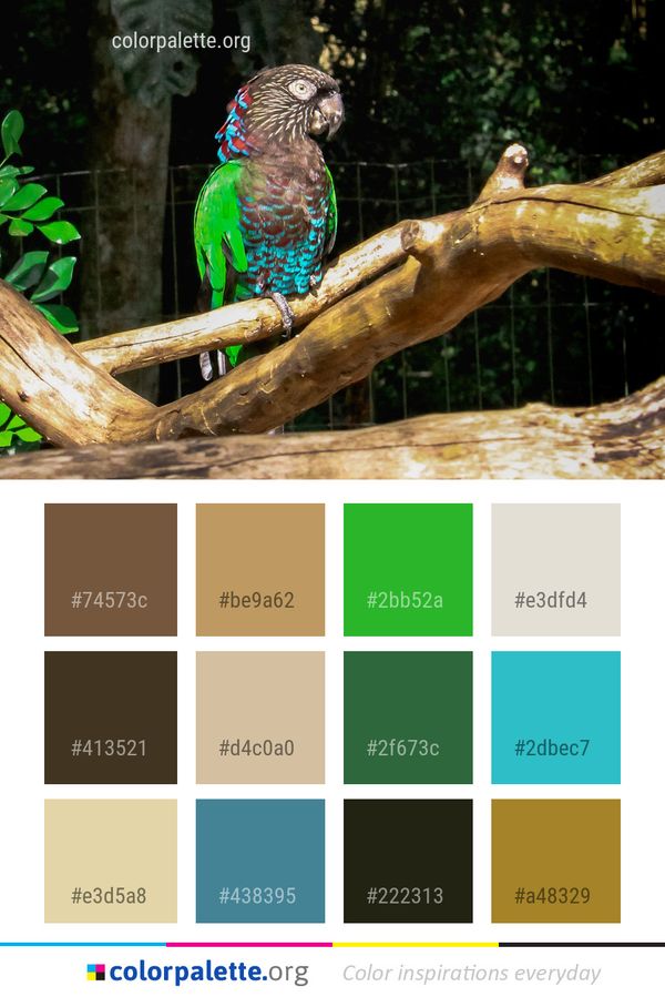 Fauna Parrot Beak Color Palette