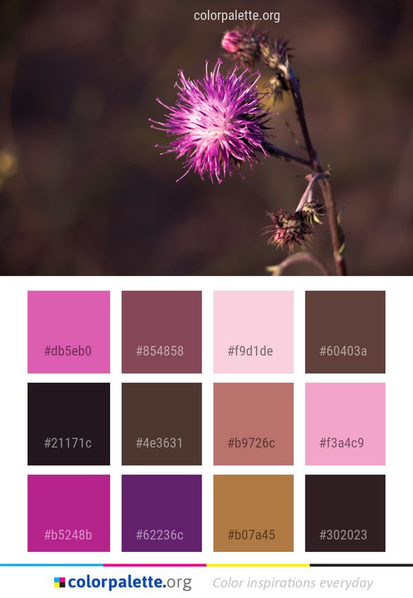 Flower Flora Plant Color Palette