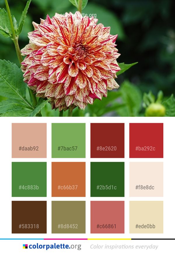 Flower Plant Annual Color Palette