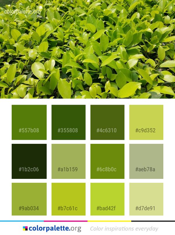 Plant Leaf Grass Color Palette