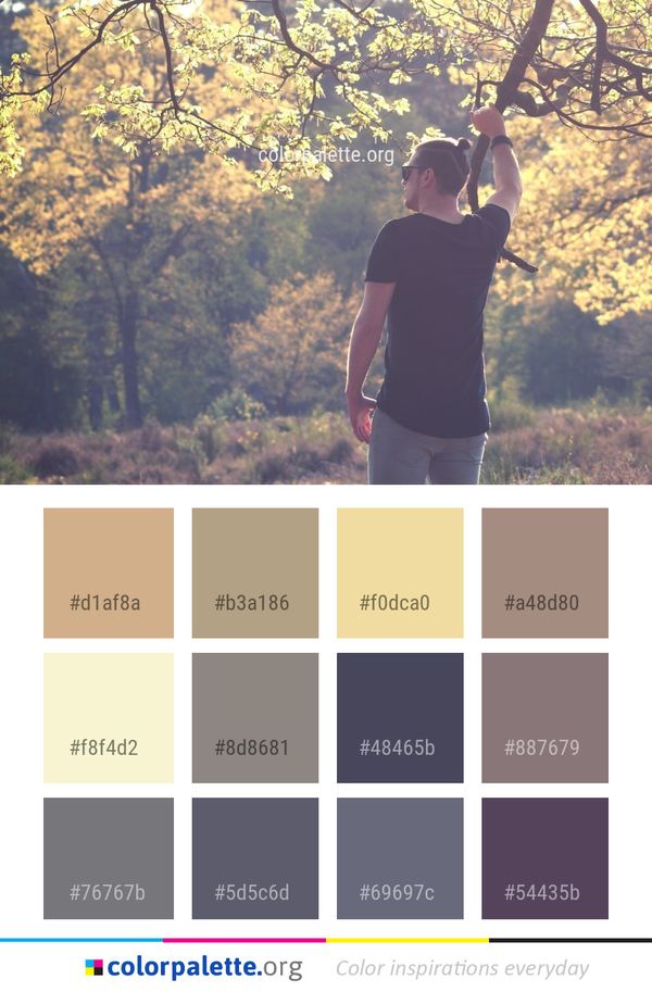 Tree Photograph Nature Color Palette