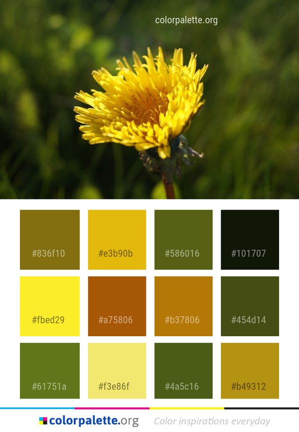 Flower Yellow Sow Thistles Color Palette