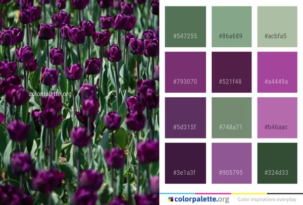 Plant Flower Purple Color Palette