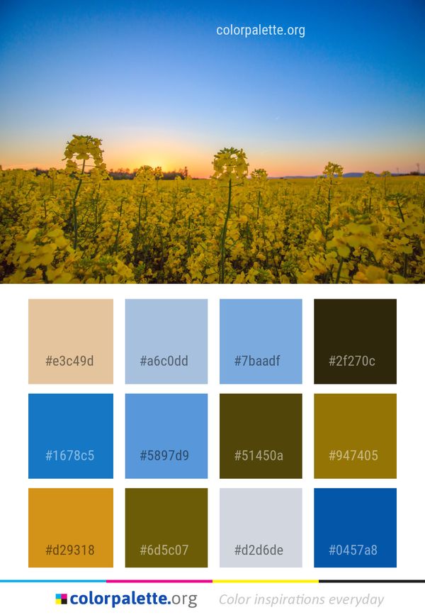 Sky Rapeseed Canola Color Palette