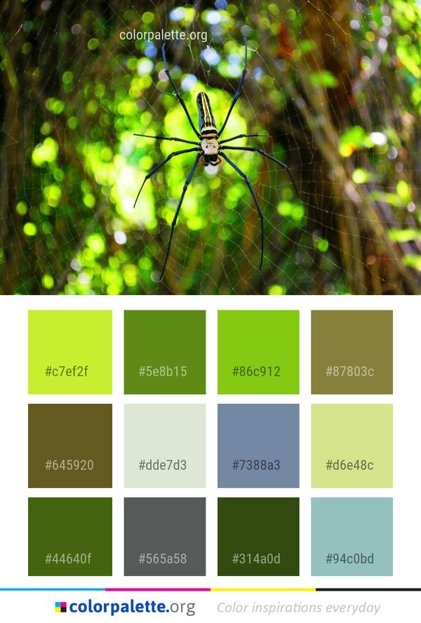 Spider Ecosystem Vegetation Color Palette