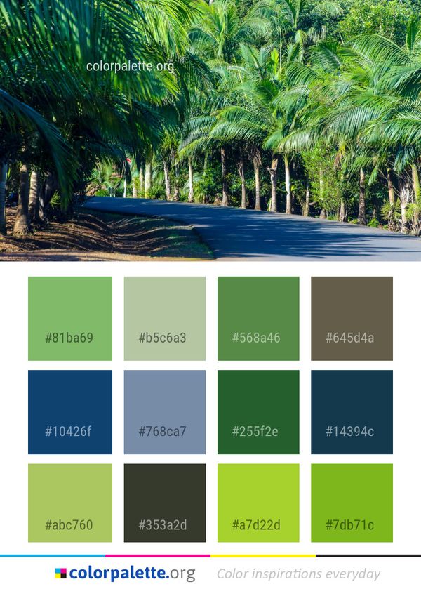 Vegetation Tree Palm Color Palette