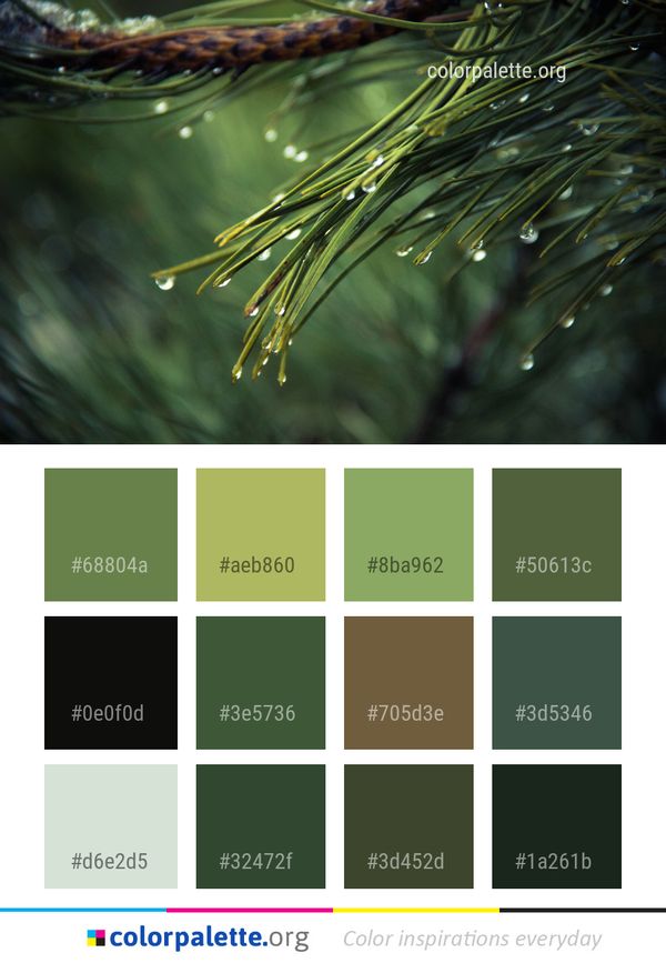 Water Tree Close Up Color Palette