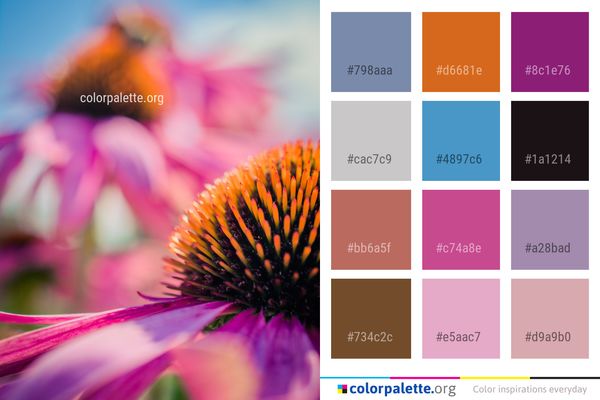 Flower Close Up Coneflower Color Palette