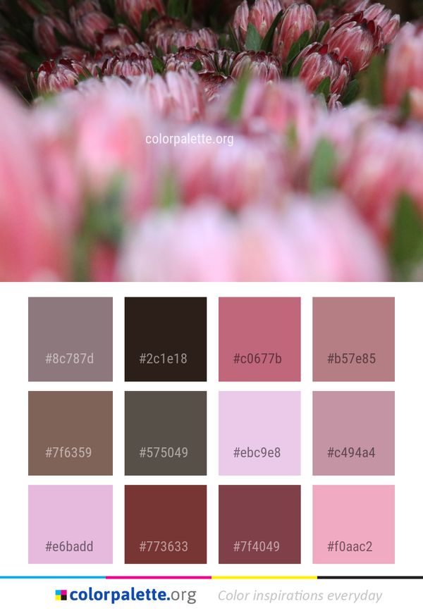 Flower Pink Flowering Plant Color Palette