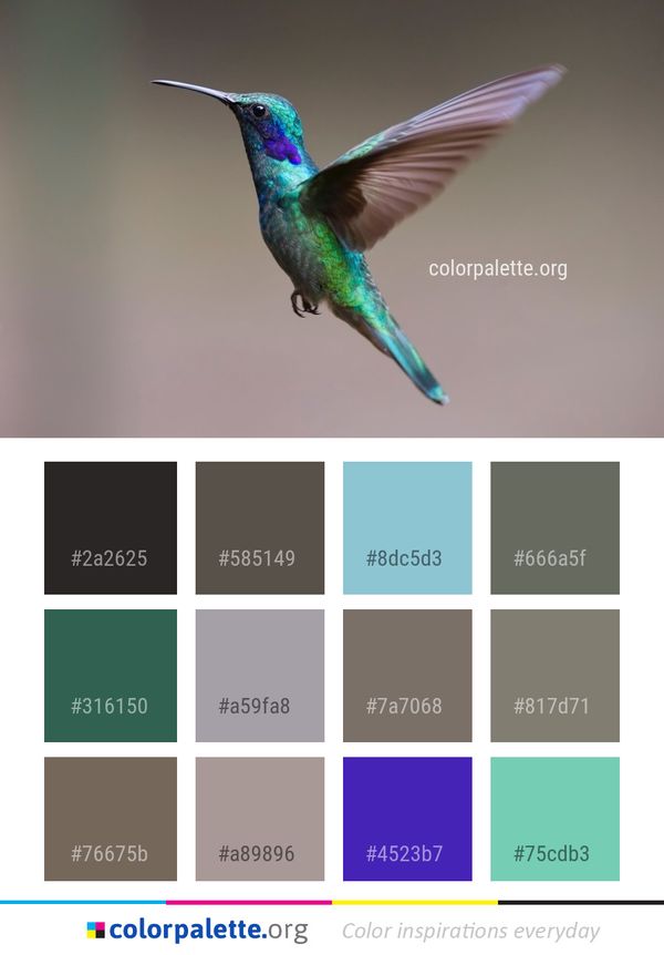 Bird Hummingbird Fauna Color Palette