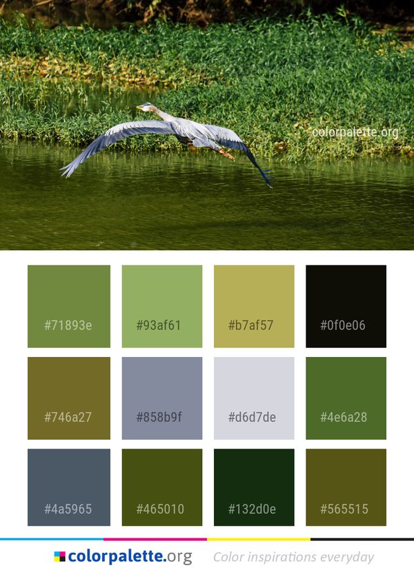 Bird Water Nature Reserve Color Palette