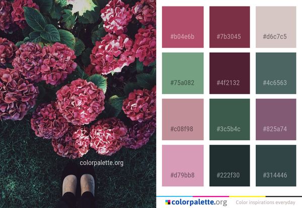 Flower Pink Plant Color Palette