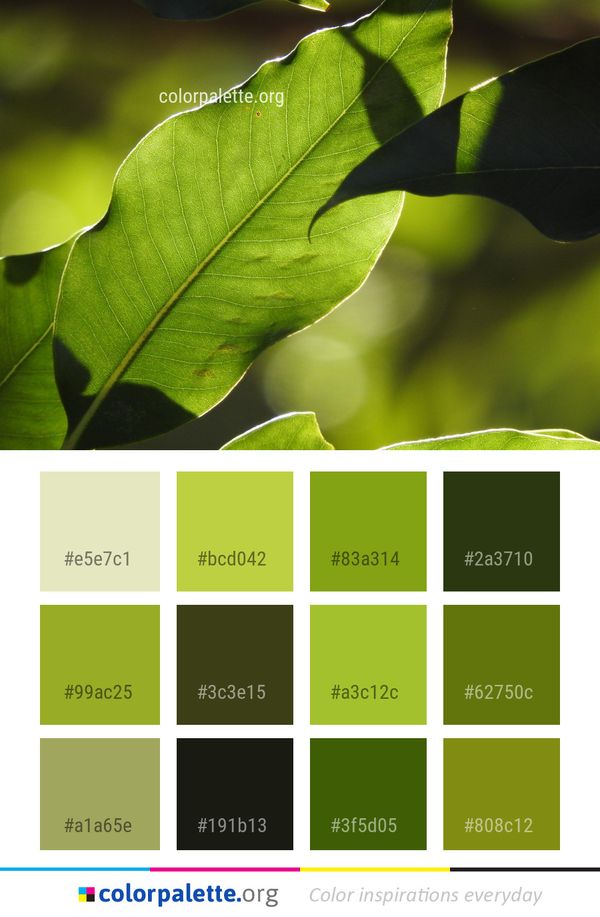 Leaf Green Plant Color Palette