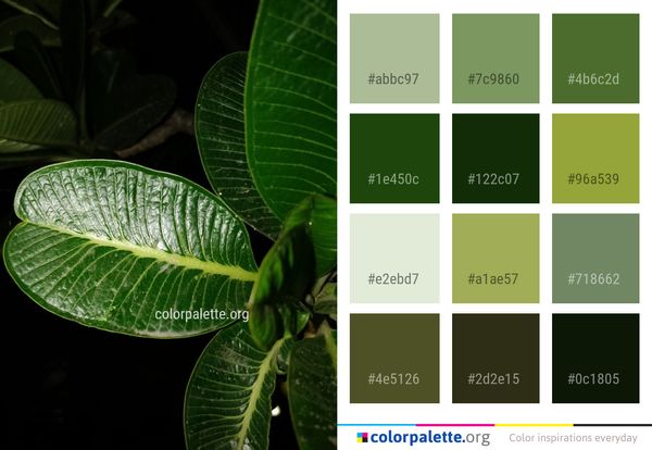 Leaf Plant Vegetation Color Palette