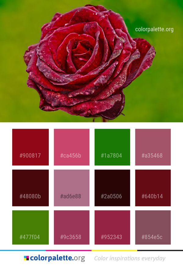 Rose Flower Red Color Palette