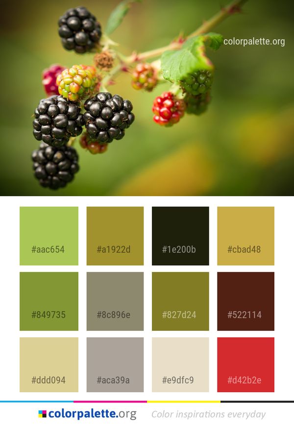 Blackberry Berry Mulberry Color Palette