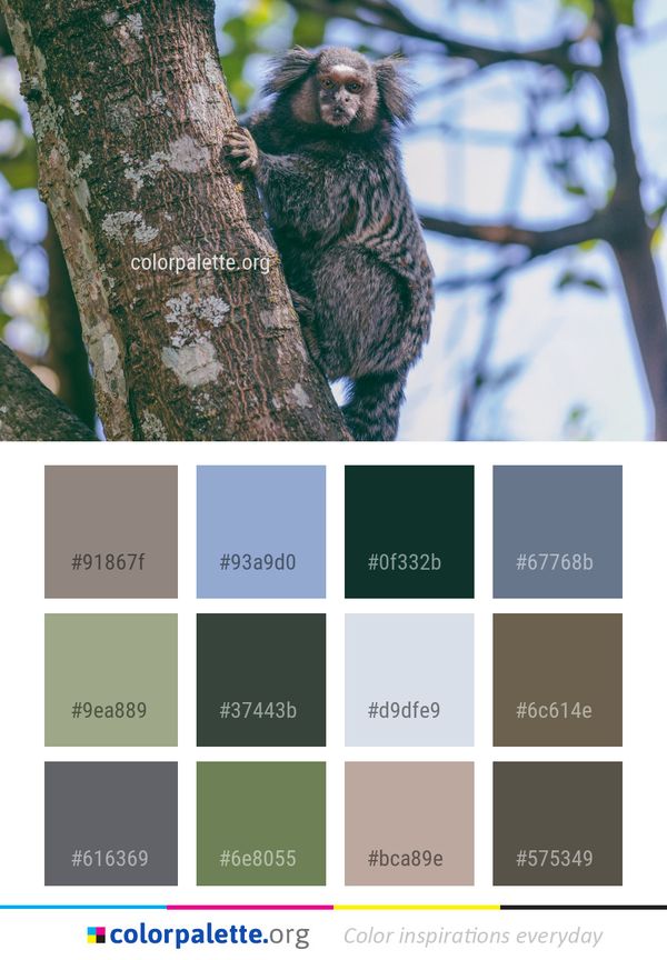Fauna Tree Marmoset Color Palette