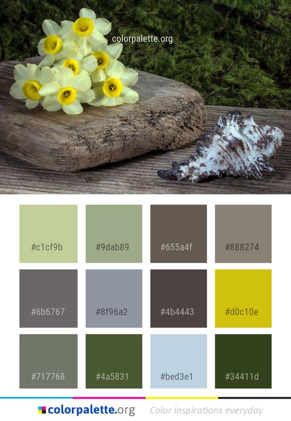 Flower Flora Plant Color Palette