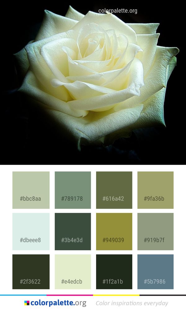 Flower Rose Family Color Palette