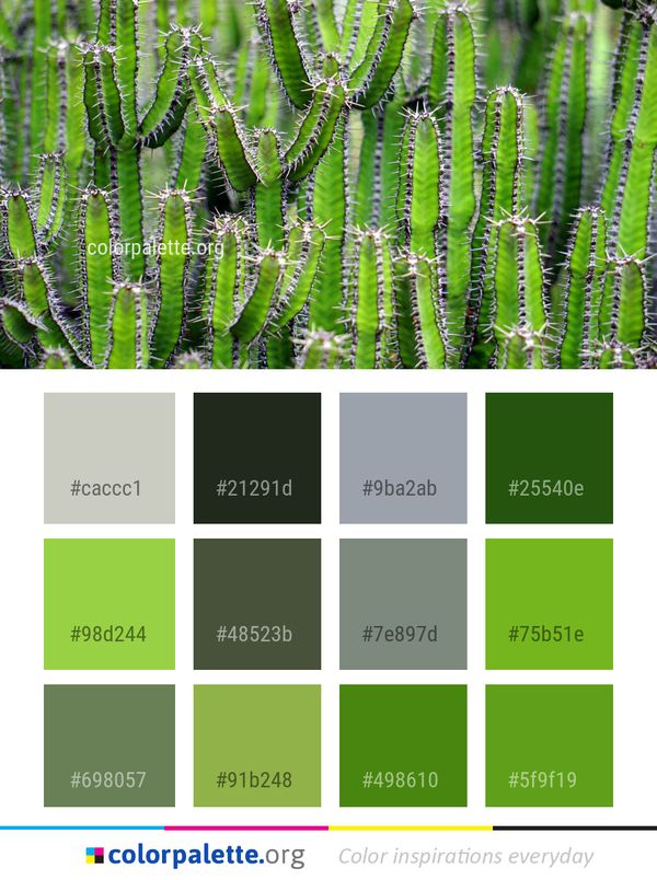 Plant Vegetation Ostrich Fern Color Palette