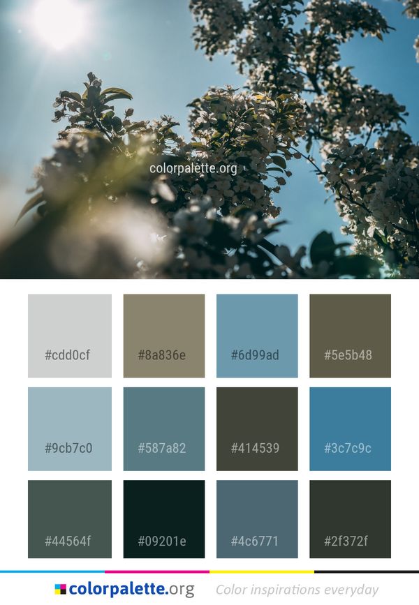 Sky Tree Branch Color Palette