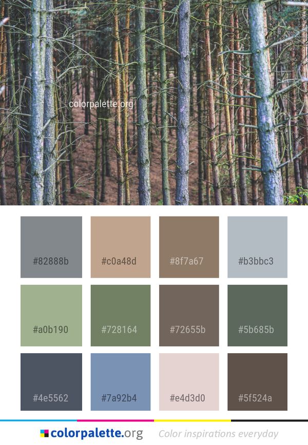Tree Ecosystem Spruce Fir Forest Color Palette