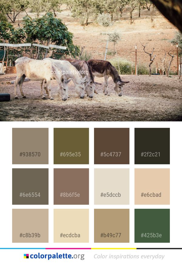 Wildlife Fauna Zoo Color Palette