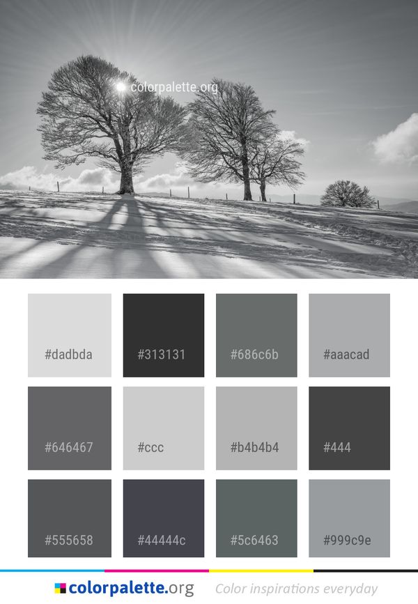 Winter Tree Sky Color Palette