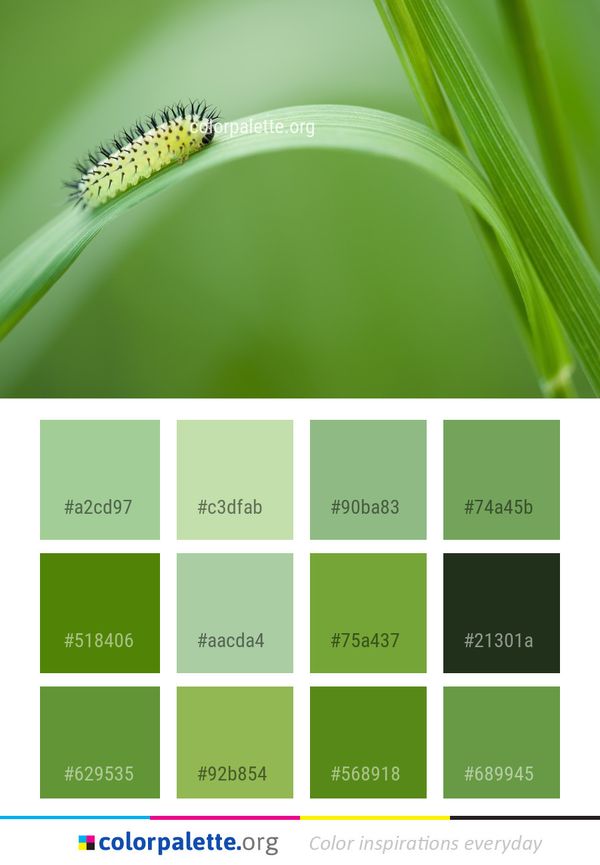 Caterpillar Insect Macro Photography Color Palette