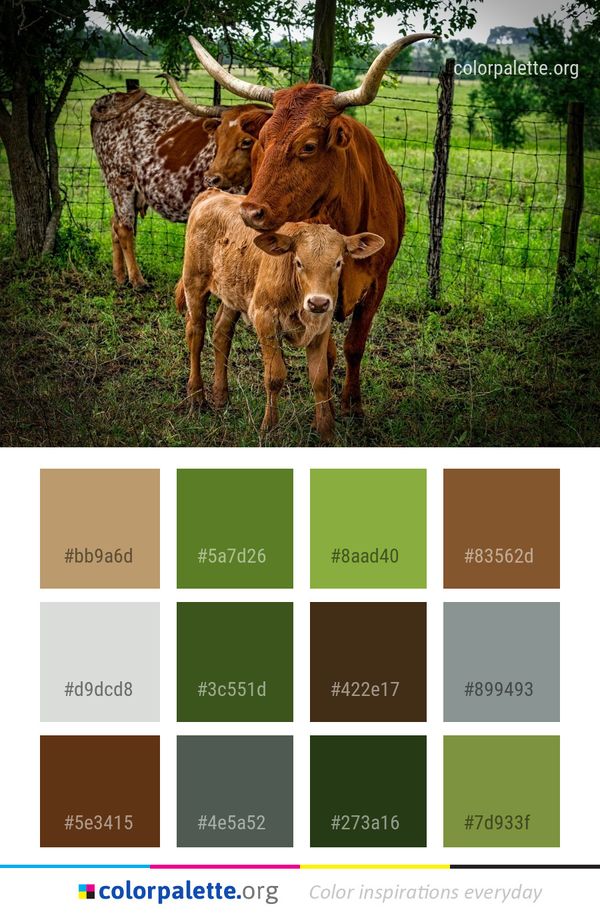 Cattle Like Mammal Horn Fauna Color Palette