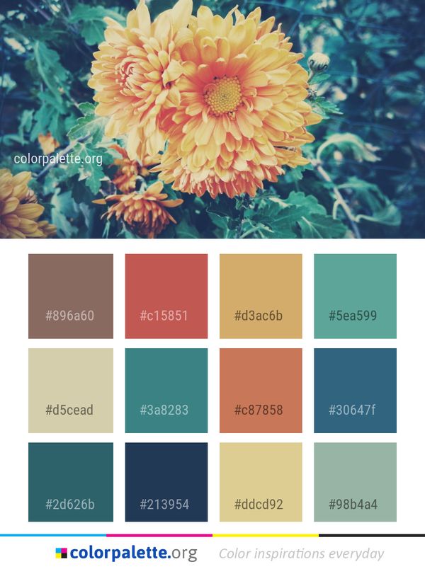 Flower Flowering Plant Chrysanths Color Palette