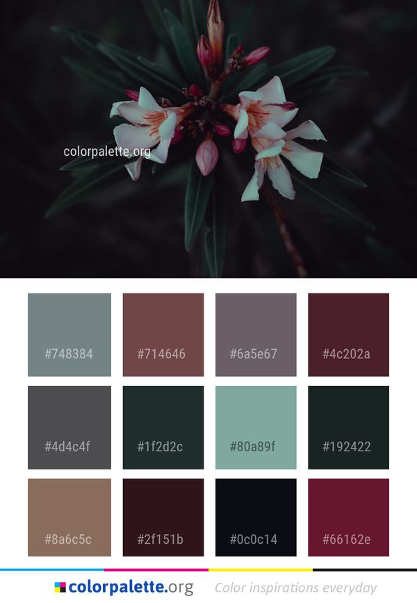 Flower Plant Flora Color Palette