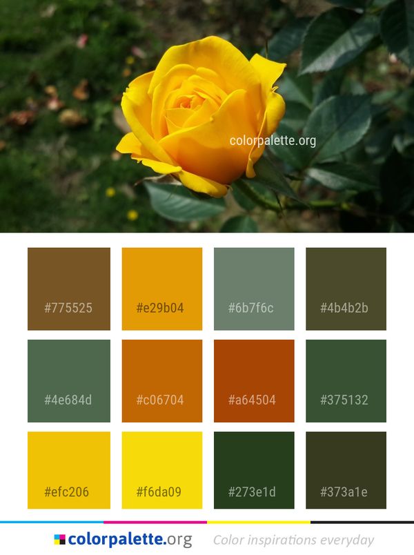 Flower Yellow Rose Family Color Palette