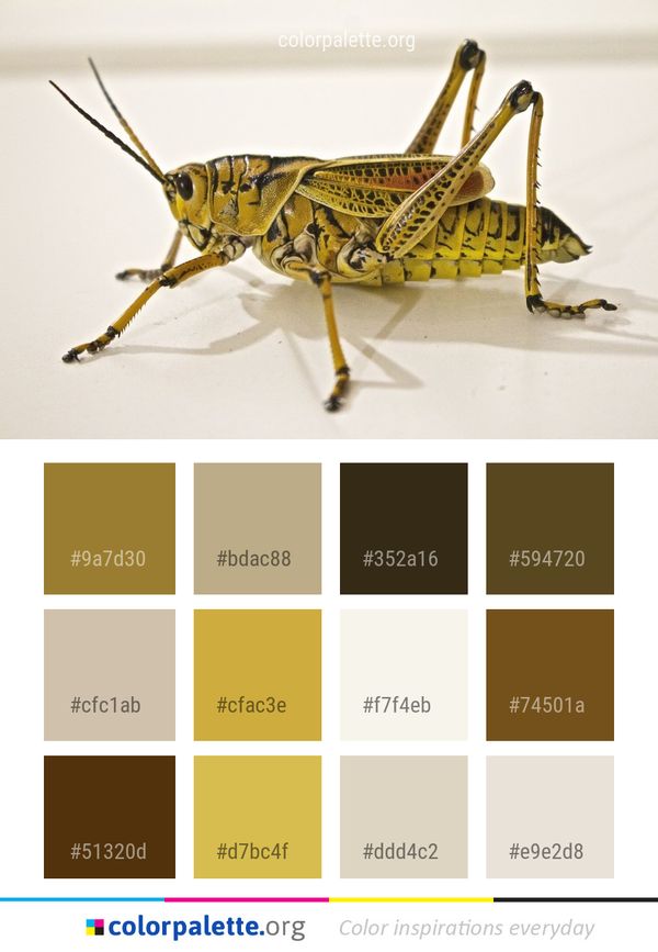 Insect Grasshopper Locust Color Palette