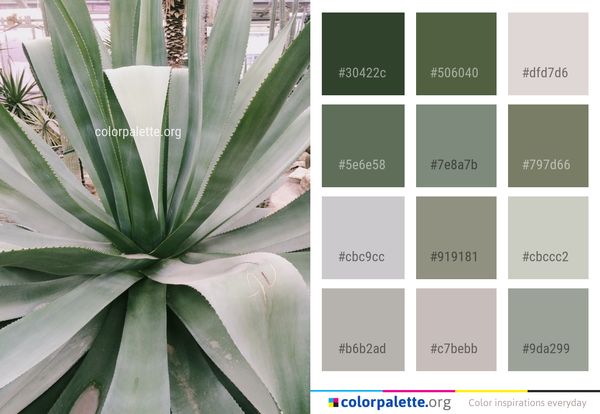 Plant Agave Azul Color Palette