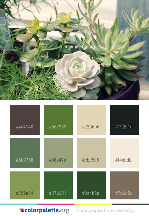 Plant Flower Flora Color Palette