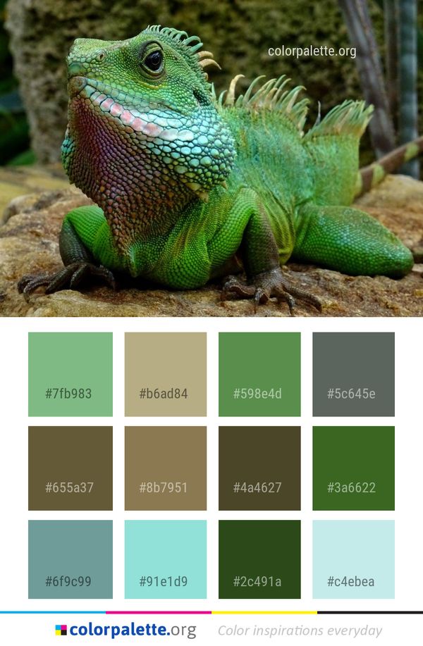 Reptile Lacertidae Terrestrial Animal Color Palette