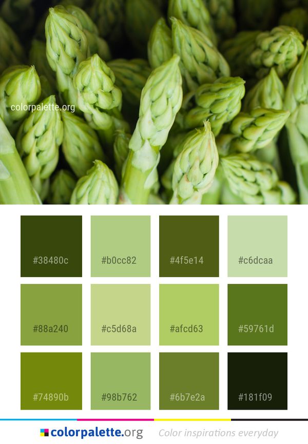 Vegetable Vegetarian Food Produce Color Palette
