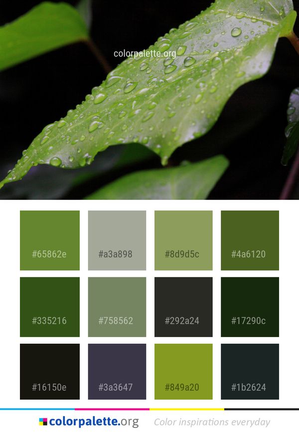 Water Leaf Green Color Palette