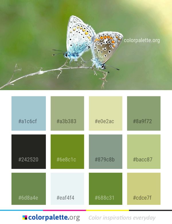 Butterfly Lycaenid Moths And Butterflies Color Palette