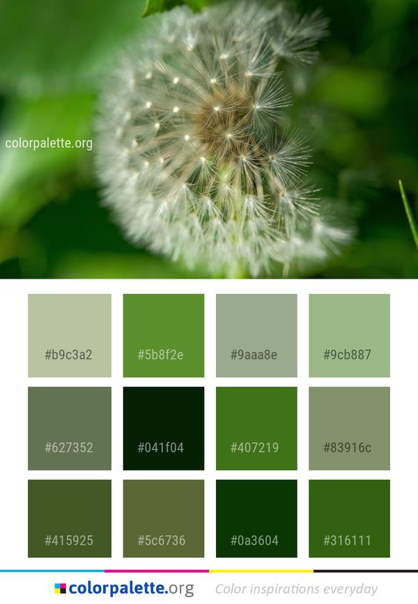 Flower Dandelion Vegetation Color Palette