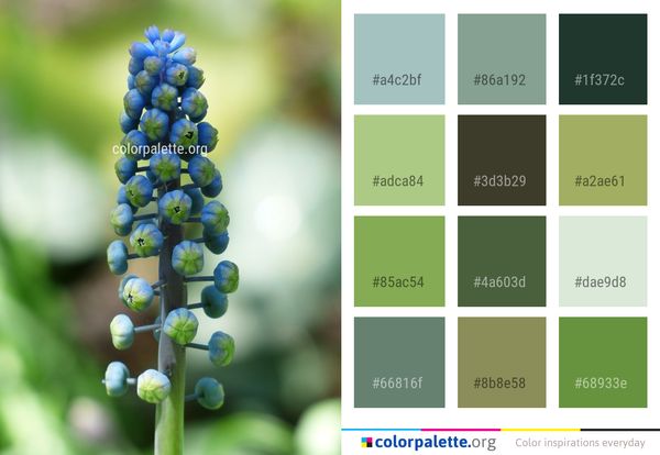 Flower Flora Plant Color Palette
