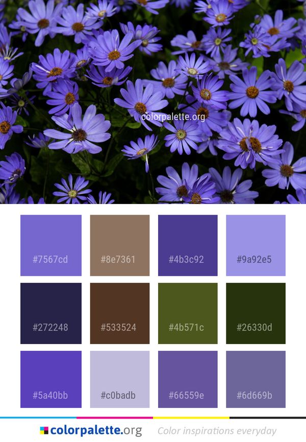 Flower Plant Flora Color Palette