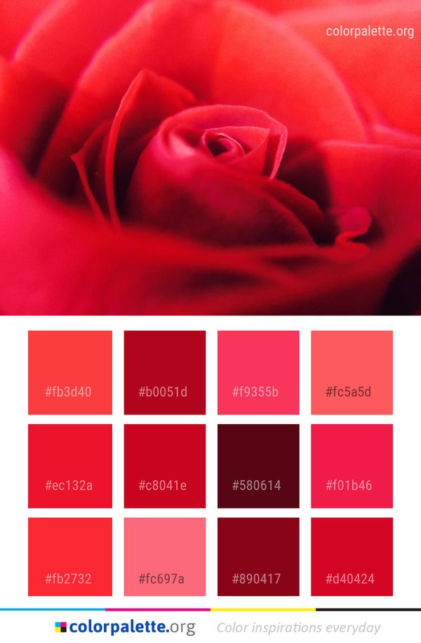 Red Garden Roses Flower Color Palette