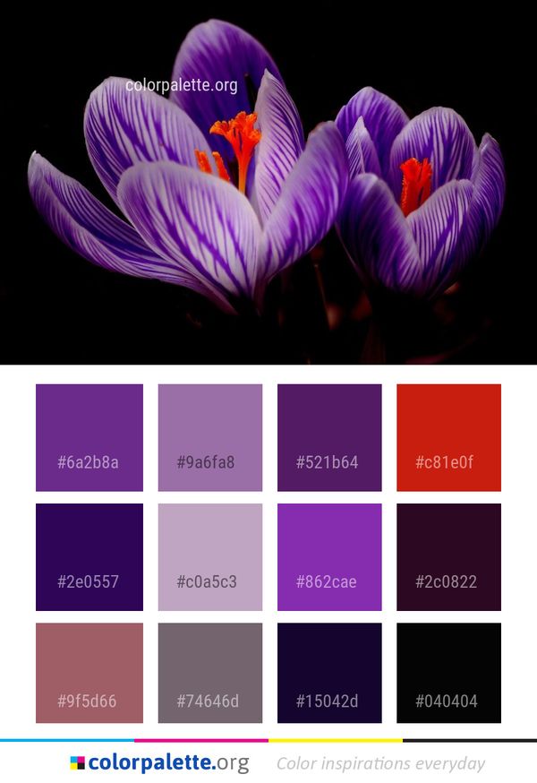 Flower Crocus Plant Color Palette