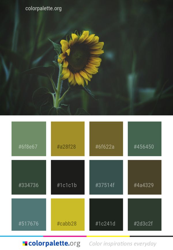Flower Yellow Flora Color Palette