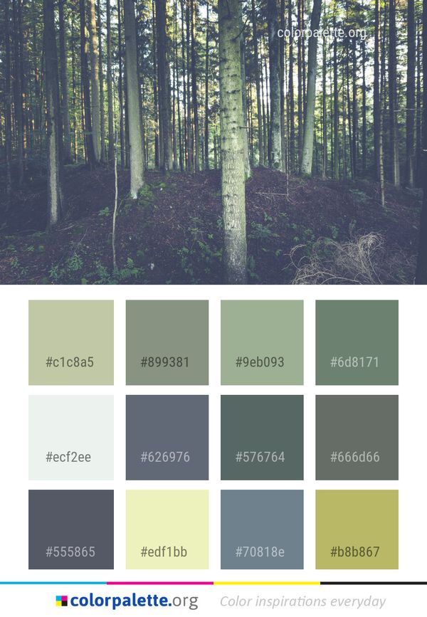 Forest Tree Nature Color Palette