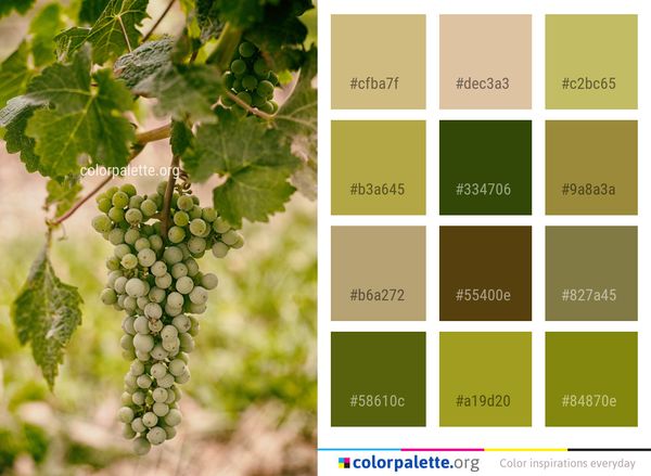 Grape Grapevine Family Fruit Color Palette