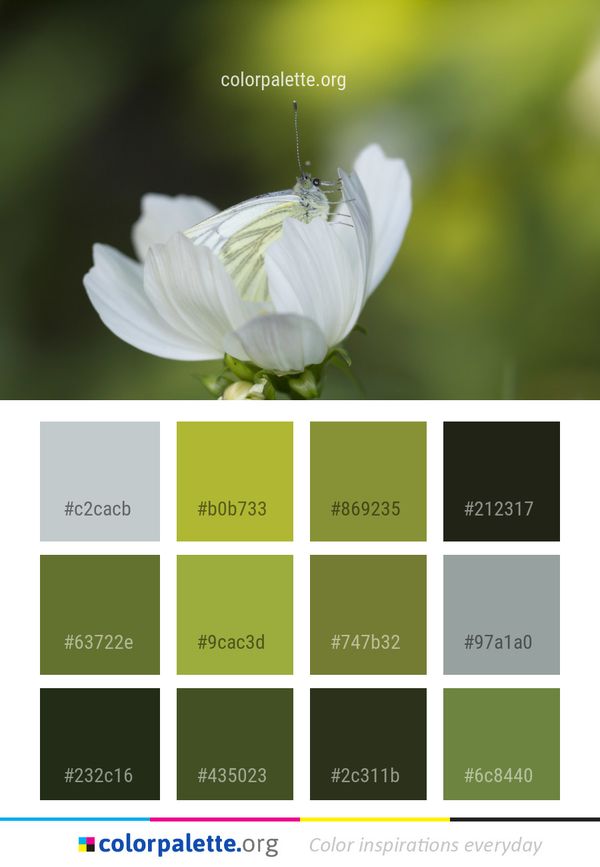 Insect Flower Flora Color Palette